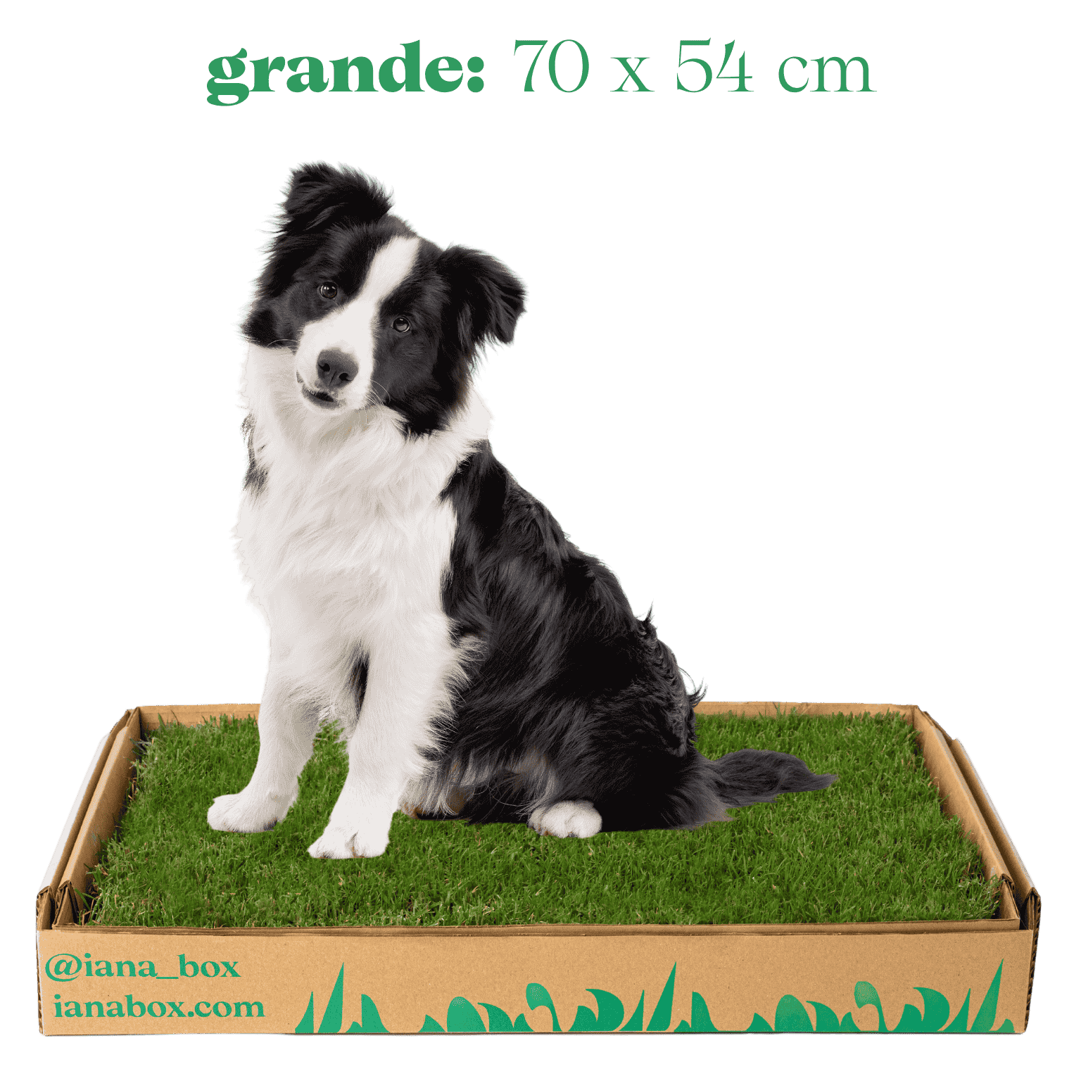 baño de pasto natural para perros sin tierra tamaño grande en caja